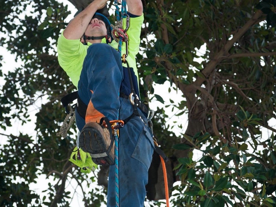 Qualified arborist working in a mature tree during a risk assessment in South Yorkshire